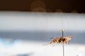 Selective focus on pinned paper wasp insect suspended over a blank surface.