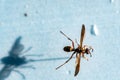 Selective focus on pinned paper wasp insect suspended over a blank surface.