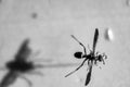 Selective focus on pinned paper wasp insect suspended over a blank surface.