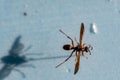 Selective focus on pinned paper wasp insect suspended over a blank surface.