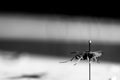 Selective focus on pinned paper wasp insect suspended over a blank surface.