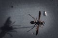 Selective focus on pinned paper wasp insect suspended over a blank surface.