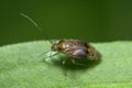 Plant bug on a leaf, family Miridae Royalty Free Stock Photo