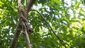 Selective focus of a plantain squirrel eating a nut while stretching on the tree branch Royalty Free Stock Photo