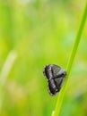 Selective focus of a planthopper known as Ricaniidae in the garden Royalty Free Stock Photo