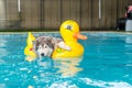 syberien husky swimming in the pool with swim ring