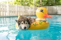 syberien husky swimming in the pool with swim ring