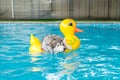 syberien husky swimming in the pool with swim ring