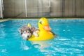 syberien husky swimming in the pool with swim ring