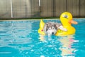 syberien husky swimming in the pool with swim ring