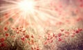 Selective focus on poppy flower in meadow, poppy flowers lit by sun rays Royalty Free Stock Photo