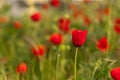 Poppy flower in a poppy field at springtime Royalty Free Stock Photo