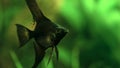 Portrait of an amazon black Altum Angelfish Pterophyllum scalare in tank fish with blurred background