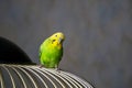 Selective focus. Portrait of a bright green young budgie sitting on the bars of a cage on a dark background. Breeding songbirds at Royalty Free Stock Photo