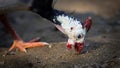 Selective focus Portrait close up of Wild guinea fowl hen feeding outdoor on the ground