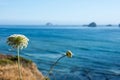 Selective focus on a pretty white wildflower along the Oregon coast Royalty Free Stock Photo