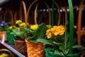 Selective focus on primrose flowers in decorative wicker baskets on a shelf
