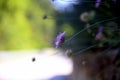 Selective focus of the profile of the pink corolla and the stem of a pink flower with a blurred background