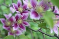 Selective focus of purple Asian virginsbower flowers growing with green leaves in a garden Royalty Free Stock Photo