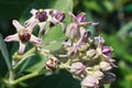 Selective Focus of Purple Calotropis Flowers is a genus of flowering plants Royalty Free Stock Photo