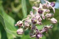 Selective Focus of Purple Calotropis Flowers is a genus of flowering plants Royalty Free Stock Photo