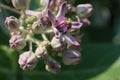 Selective Focus of Purple Calotropis Flowers is a genus of flowering plants Royalty Free Stock Photo