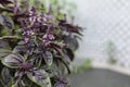 Selective focus. Purple Dark Opal Basil plant blooming in the garden bed, purple basil flowers. Royalty Free Stock Photo