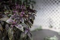 Selective focus. Purple Dark Opal Basil plant blooming in the garden bed, purple basil flowers. Royalty Free Stock Photo