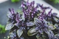 Selective focus. Purple Dark Opal Basil plant blooming in the garden bed, purple basil flowers. Royalty Free Stock Photo