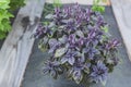 Selective focus. Purple Dark Opal Basil plant blooming in the garden bed, purple basil flowers. Royalty Free Stock Photo