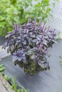 Selective focus. Purple Dark Opal Basil plant blooming in the garden bed, purple basil flowers. Royalty Free Stock Photo