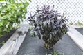 Selective focus. Purple Dark Opal Basil plant blooming in the garden bed, purple basil flowers. Royalty Free Stock Photo