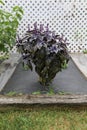 Selective focus. Purple Dark Opal Basil plant blooming in the garden bed, purple basil flowers. Royalty Free Stock Photo