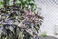 Selective focus. Purple Dark Opal Basil plant blooming in the garden bed, purple basil flowers. Royalty Free Stock Photo