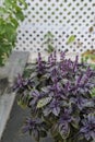 Selective focus. Purple Dark Opal Basil plant blooming in the garden bed, purple basil flowers. Royalty Free Stock Photo