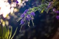 Selective focus of purple duranta flowers