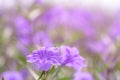 Selective focus on a purple flower in a flower garden. Beauty in nature. The fragility of purple petal flowers on sunny day. Royalty Free Stock Photo