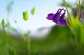 Selective focus of purple flowers of Aquilegia vulgaris in the garden.Natural floral background. Royalty Free Stock Photo