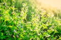 Selective focus of purple grass flower in the garden with morning sunlight in spring season. Small grass flower with green leaves Royalty Free Stock Photo