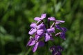 Selective focus of the purple Hesperis matronalis flowers Royalty Free Stock Photo