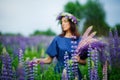 Selective focus. Purple lupine flowers on the background of a girl in full focus collecting flowers. A meadow with lilac and pink Royalty Free Stock Photo