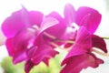 Selective focus of purple orchid petals seen from below Royalty Free Stock Photo