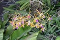 Selective focus purple and white orchid flower with in the garden.Close up Dendrobium orchid flower. Royalty Free Stock Photo