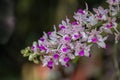 Selective focus purple and white orchid flower with in the garden. Royalty Free Stock Photo