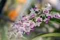 Selective focus purple and white orchid flower with in the garden. Royalty Free Stock Photo