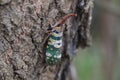 Selective focus of a Pyrops candelaria (Laternaria candelaria) planthopper on a tree bark Royalty Free Stock Photo