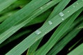 In selective focus Rain droplets on a blady grass leaf with blurred green nature background in rainy day Royalty Free Stock Photo