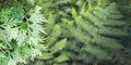 Selective focus on rare type of Selaginella fern isolated on blurry nature green jungle background