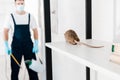 Selective focus of rat near exterminator Royalty Free Stock Photo