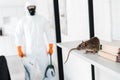 Selective focus of rat on rack Royalty Free Stock Photo